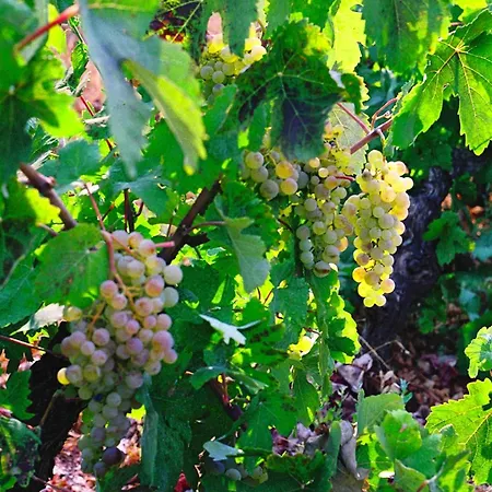 Polytropon Ground Floor *